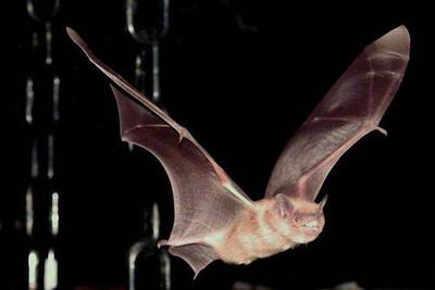 独特的冠状病毒毒株随不同种类蝙蝠一起进化